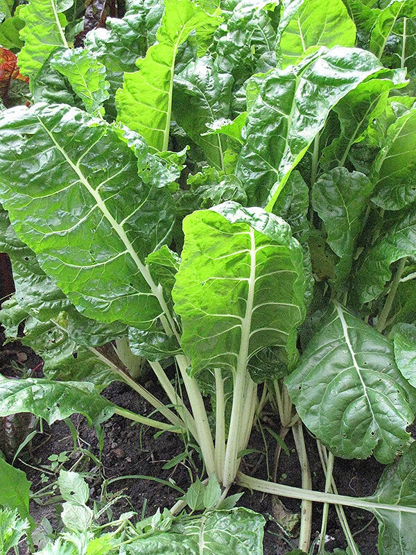 Fordhook Giant Swiss Chard Seeds 50 Ct Non-GMO Vegetable Garden Seeds Beta vulgaris for Healthy Greens