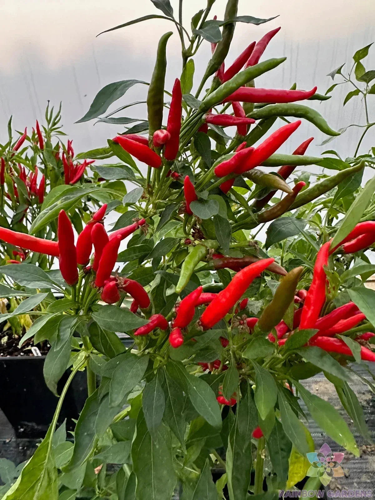 Thai Dragon Hot Pepper Seeds - 25+ Count - Capsicum annuum - Non-GMO USA Grown for Home Gardening and Spicy Dishes