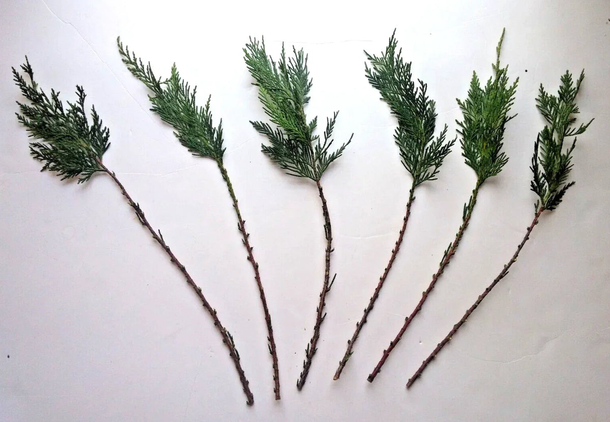 Leyland Cypress Cuttings - 15 Fresh Rooting Cuttings - x Cupressocyparis leylandii - Evergreen Hedge Plants