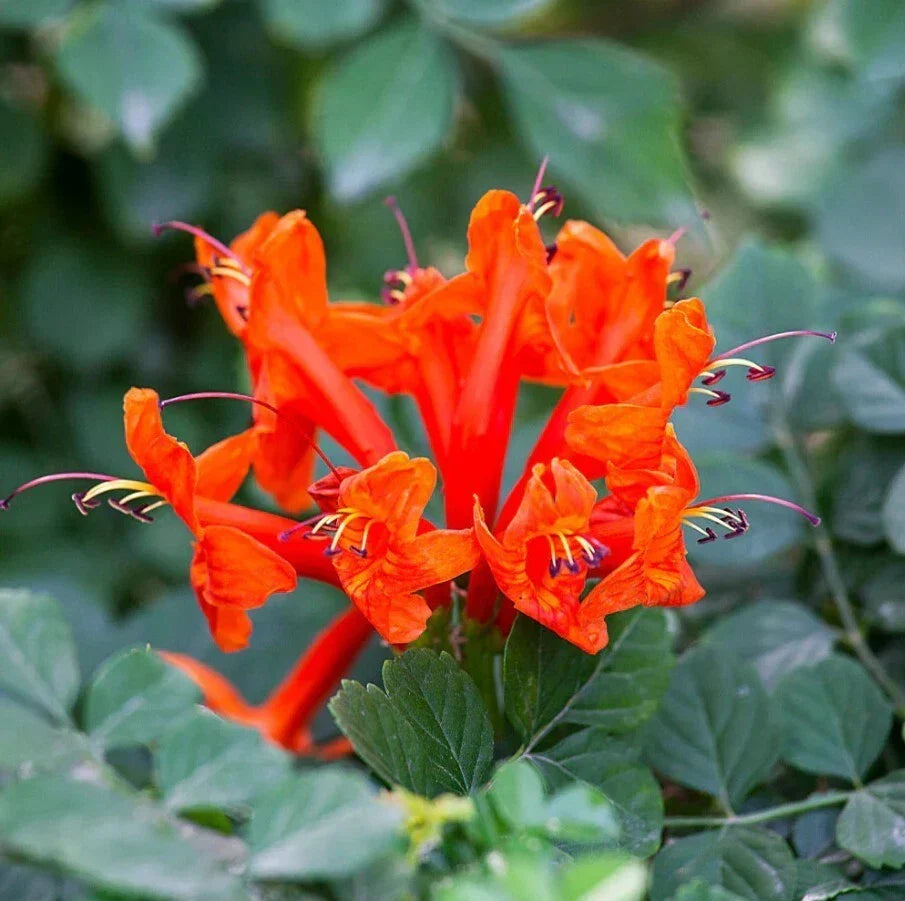 Orange Cape Honeysuckle Plant 8" - Tecoma capensis - Climbing Vine with Orange Flowers - Pollinator-Friendly Starter Plant