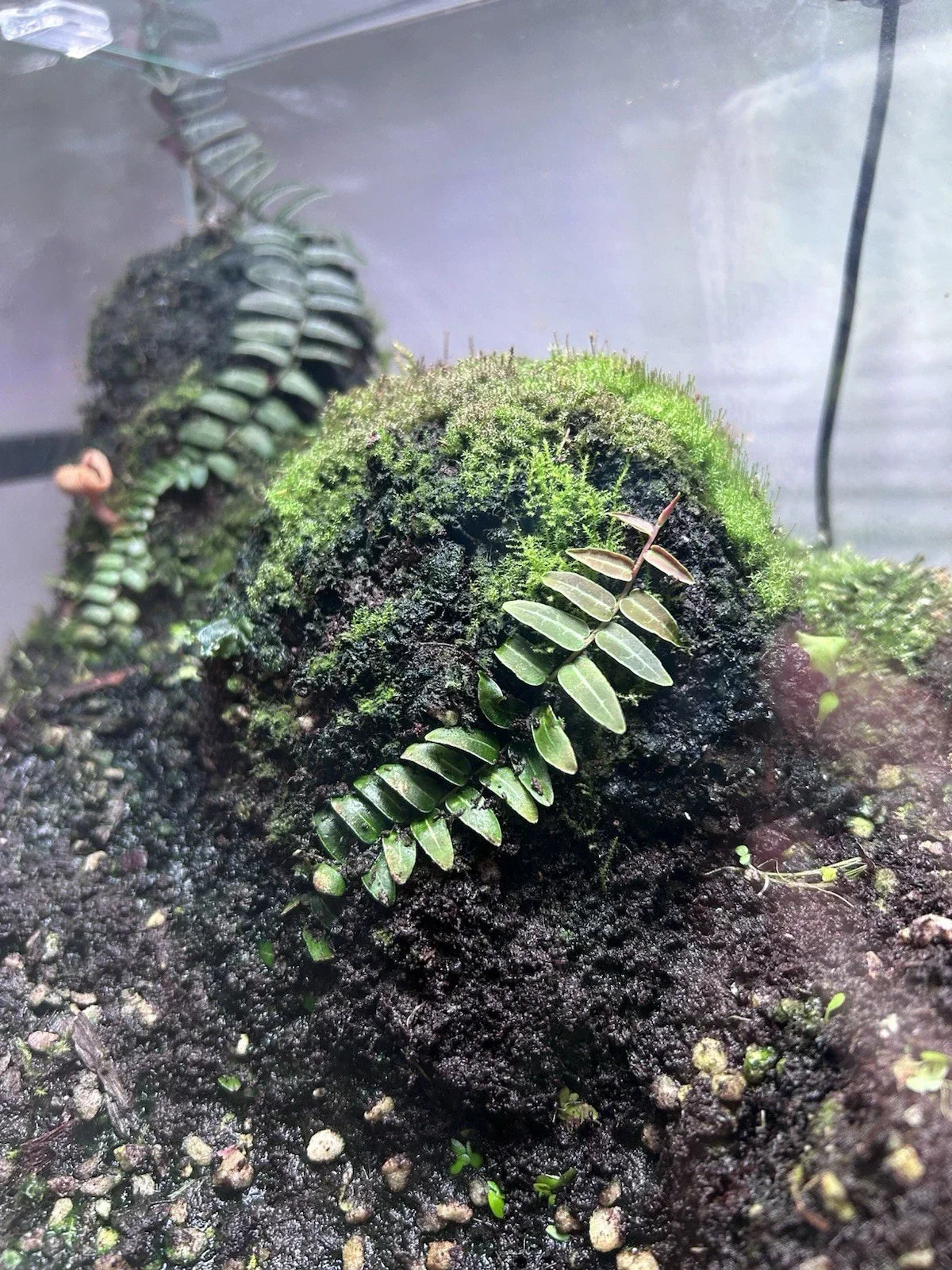Marcgravia Umbellata "Red" Vine Cutting - Rare Dart Frog Safe Indoor Terrarium Plant - 6-8 Inches Long