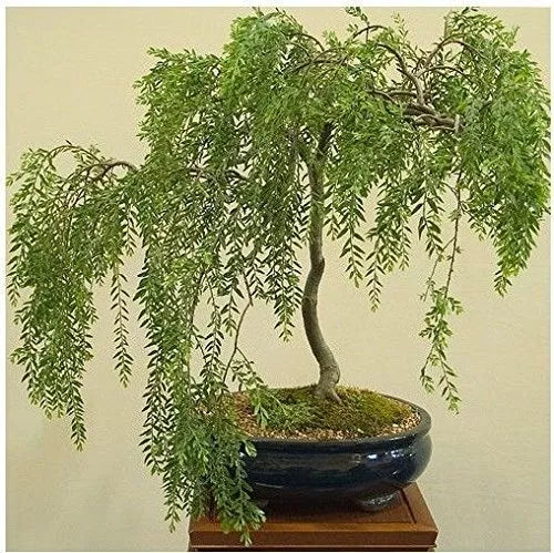 Bonsai Tree Cutting - Live Plant - Large Thick Trunk - Australian Willow - Salix elegans - Ideal for Indoor/Outdoor Cultivation