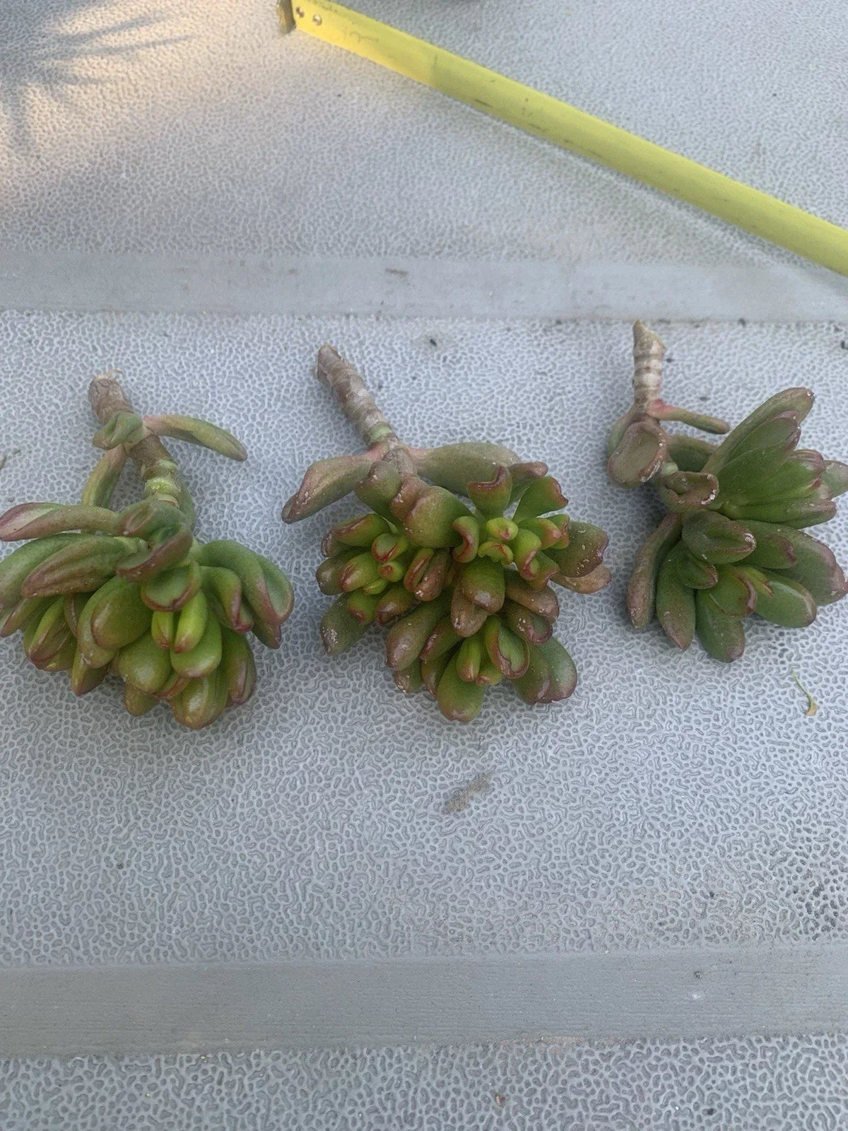 Crassula Ovata Gollum Cuttings - 3 Live Succulent Cuttings, Ogre's Ear, Hobbit Plant, Easy Care, Indoor/Outdoor Gardening