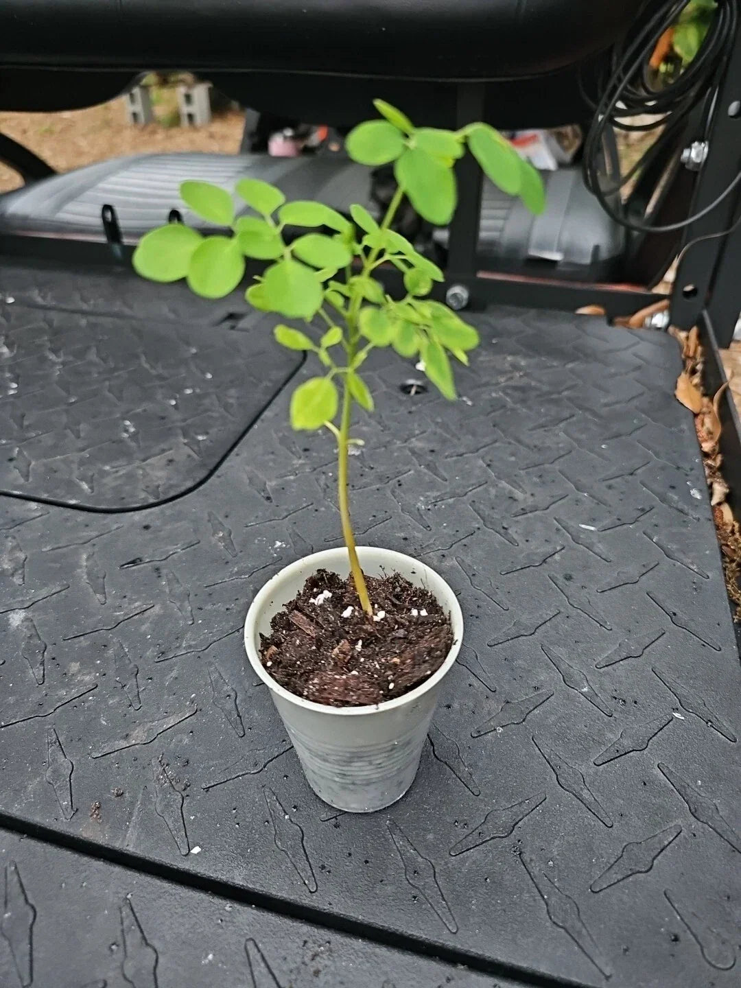 Moringa Live Plant 8" Tree of Life Moringa Oleifera with 2 Seeds - Non-GMO, Fast-Growing for Indoor & Outdoor Gardens