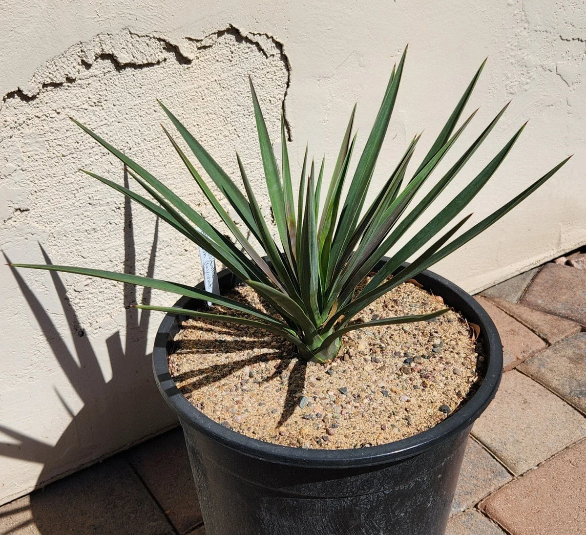 Live Rooted Yucca Plant - Spanish Bayonet - Yucca Aloifolia - Drought-Tolerant - Ideal for Texas Gardens - Tropical Foliage