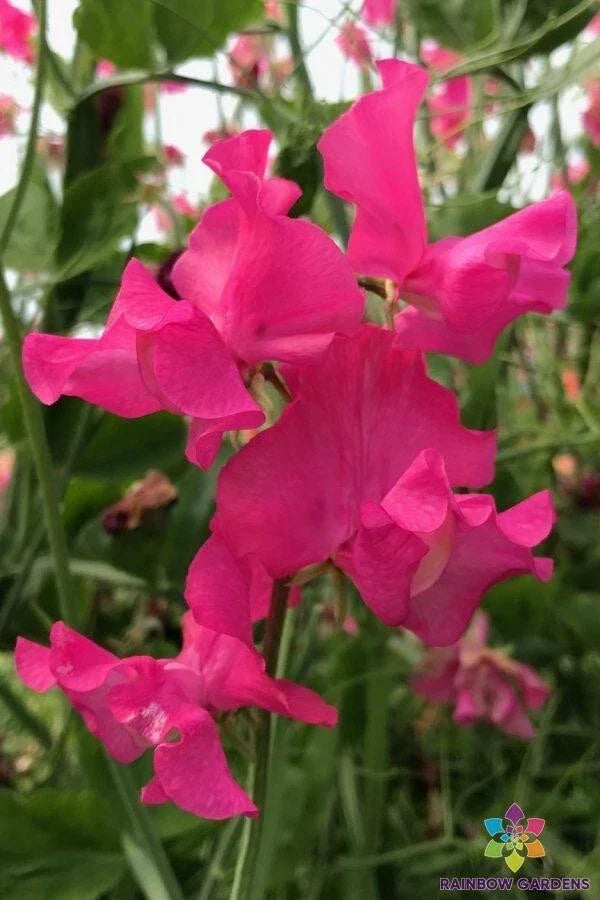 Josie Sweet Pea Seeds - 50 Premium Seeds for Garden Planting - Lathyrus odoratus - Colorful & Fragrant Climbing Flowers