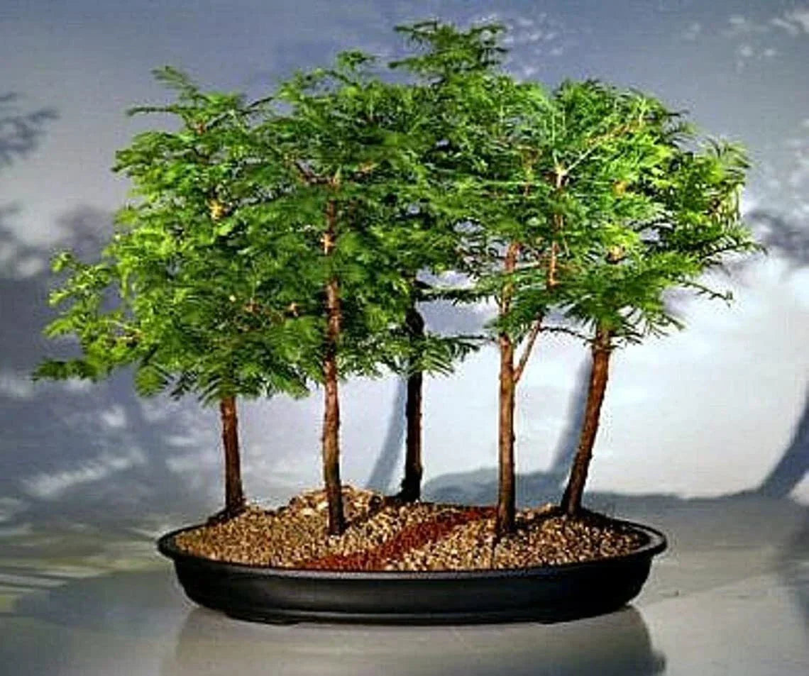 California Dawn Redwood Bonsai Tree Seeds - 30 Seeds - Metasequoia glyptostroboides - Indoor/Outdoor Bonsai Gardening
