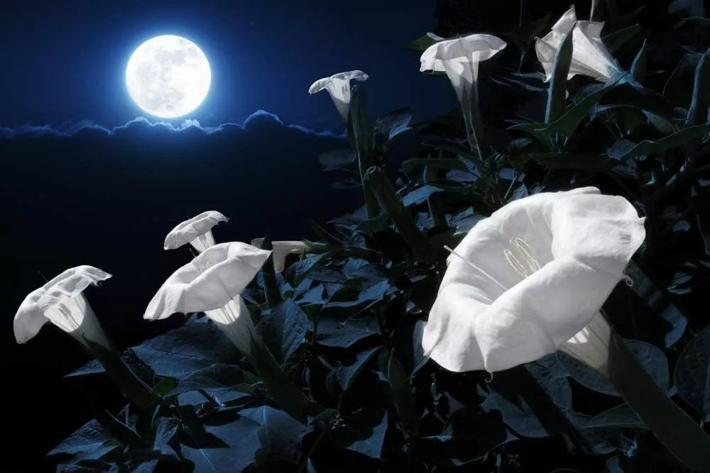 Tropical White Knight Vine Seeds - 20 Pack - Night-Blooming, Reflects Moonlight - Ipomoea alba