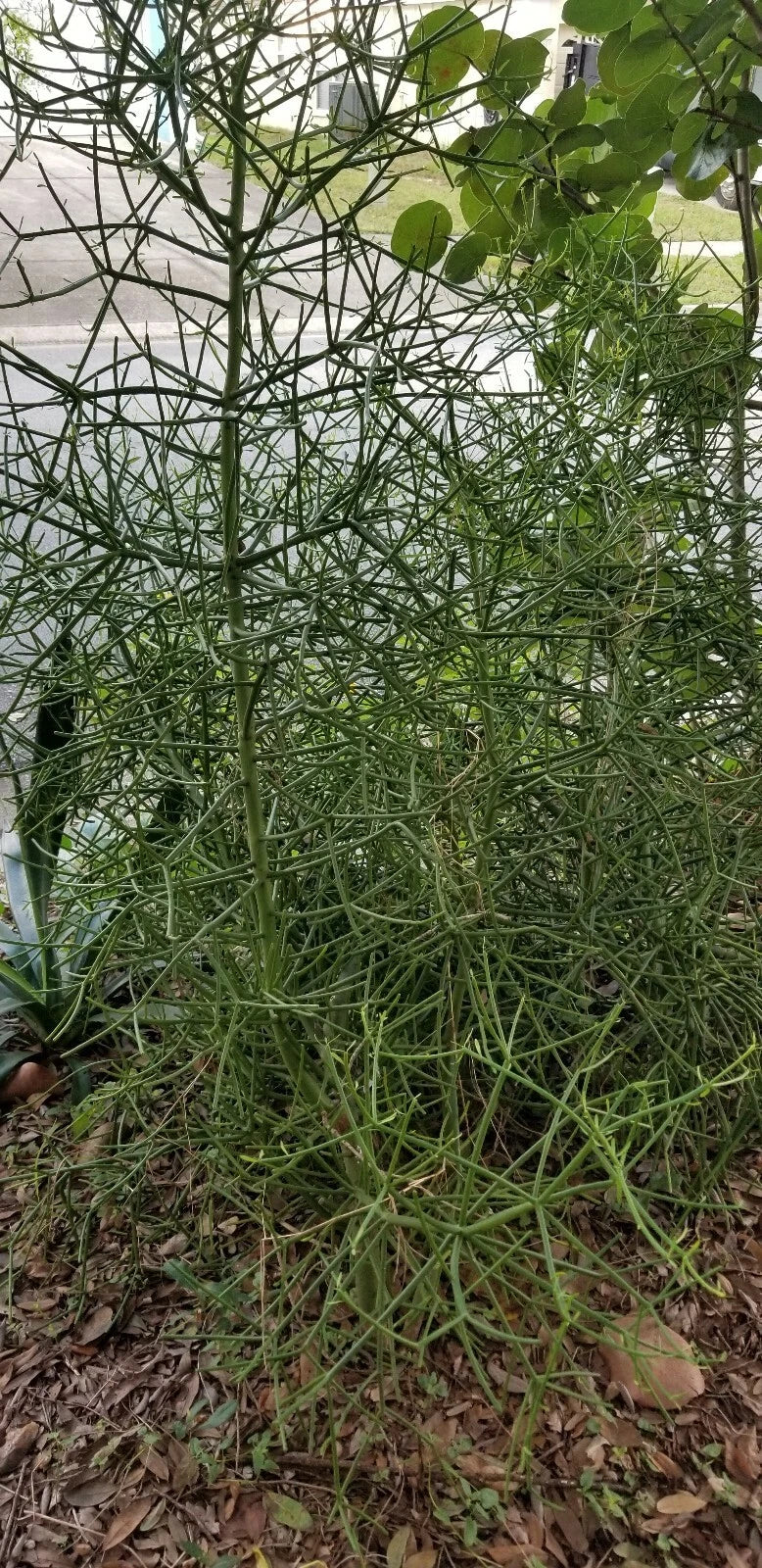 Euphorbia Tirucalli Cuttings - 10 Fire Stick Pencil Cactus - 5 Inch Easy Grow Succulent - Low Maintenance Indoor/Outdoor Plant