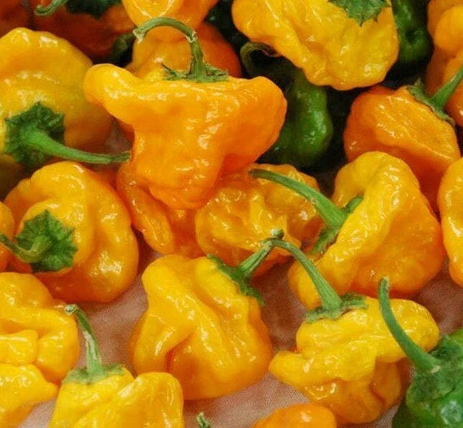 Yellow Scotch Bonnet Hot Pepper Seeds - 30+ Capsicum chinense - Spicy Caribbean Culinary Variety - Free Shipping