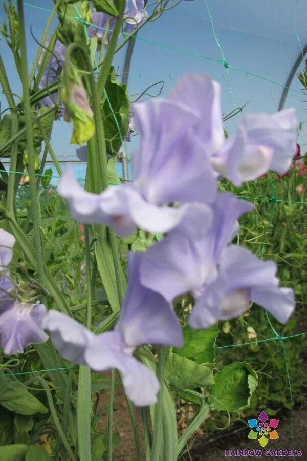 Chatsworth Sweet Pea Seeds - 50+ Pack - Lathyrus odoratus - USA Grown - Fragrant Garden Flowers - Non-GMO