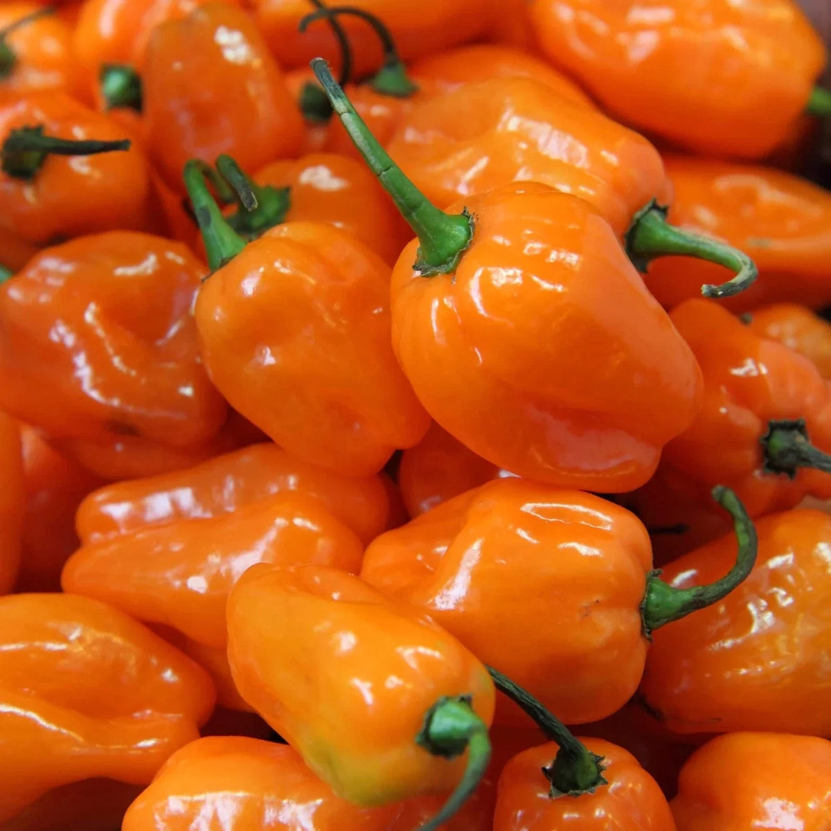 Habanero Pepper Seeds - 30+ Seeds - Hot & Tasty Capsicum chinense - Ideal for Garden & Containers