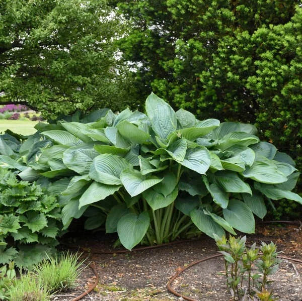 Empress Wu Hosta Plant - Large Green Foliage Perennial - Hosta 'Empress Wu' - Ideal for Shade Gardens and Containers