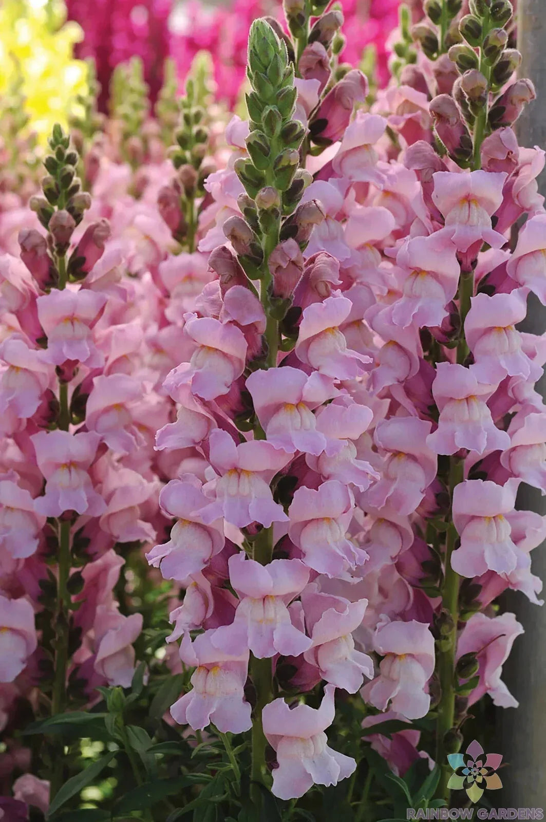 Snapdragon Seeds - 1000+ Potomac Lavender - Antirrhinum majus - USA Grown - Non-GMO - Easy to Grow for Gardeners