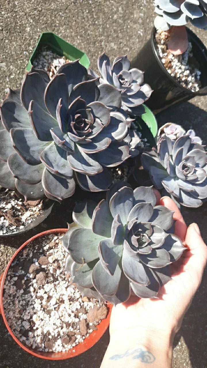 Large Echeveria Black Prince Succulent in 5" Pot - Live Healthy Plant (Echeveria 'Black Prince') - Drought-Tolerant Decor