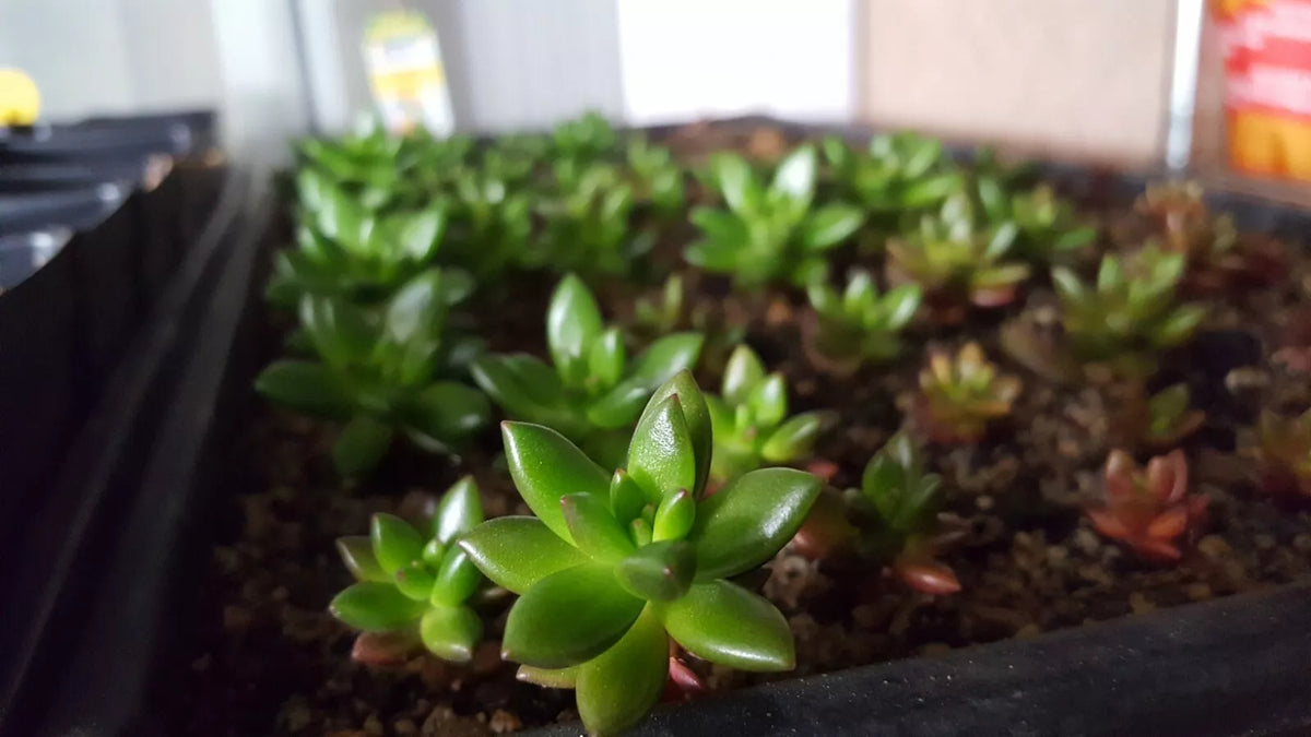 Succulent Leaf Cuttings 50 PCS Mixed Varieties for Rooting Echeveria Sedum Jade Graptopetalum Kalanchoe