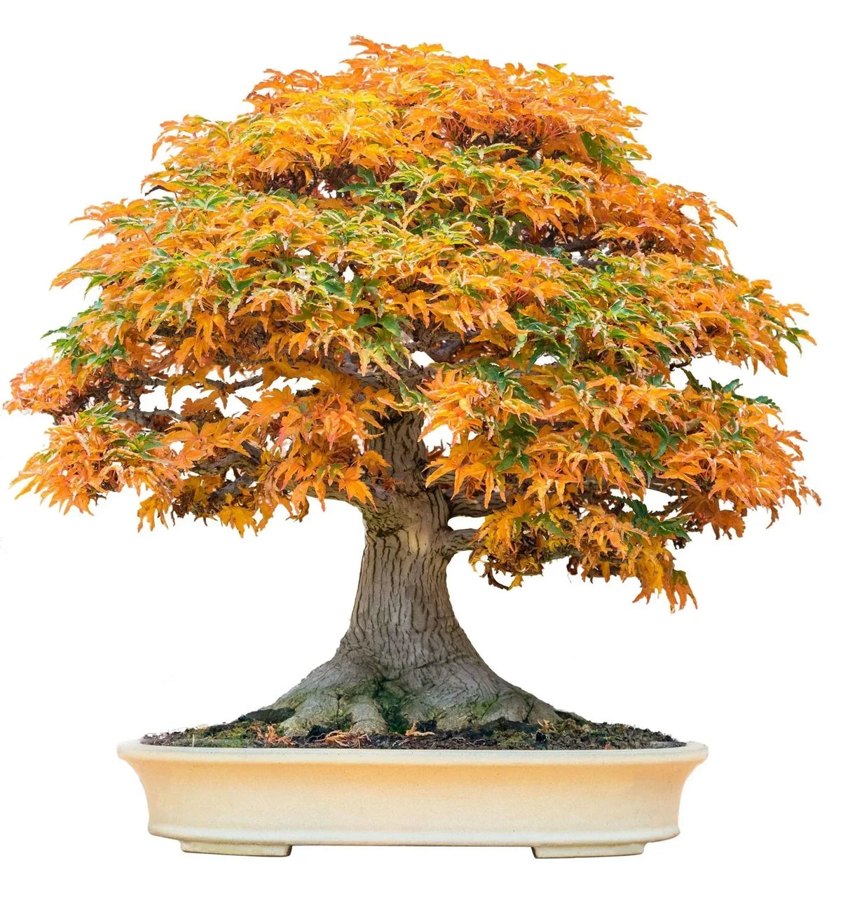 Bonsai Tree Seeds - 20+ Trident Maple Seeds - Acer buergerianum - Ideal for Bonsai Cultivation - Compact Growth