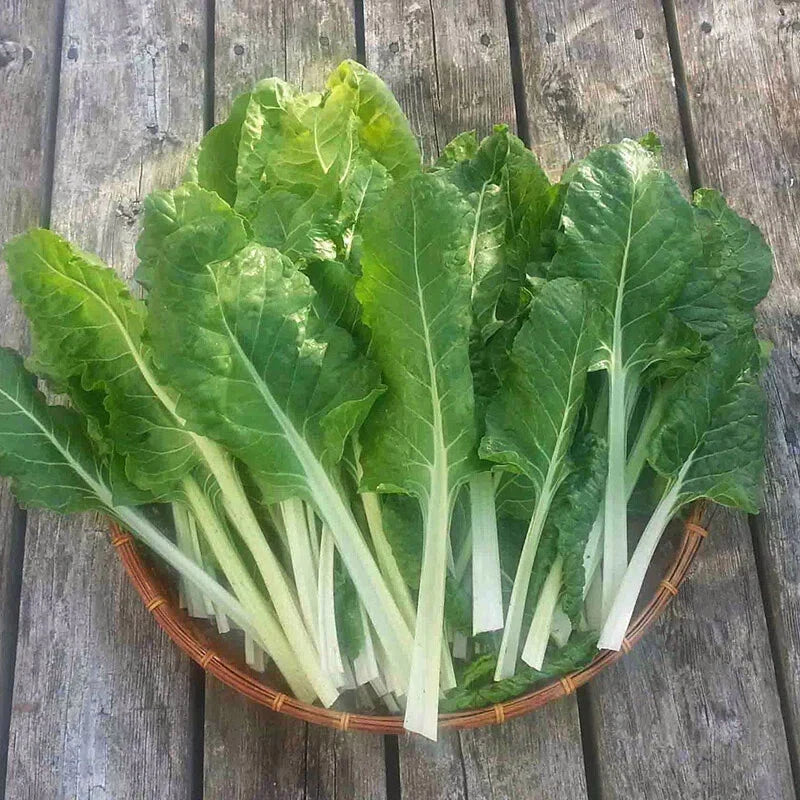 500 Swiss Chard Seeds - Fordhook Giant Non-GMO Heirloom - Beta vulgaris subsp. cicla - Perfect for Home Garden