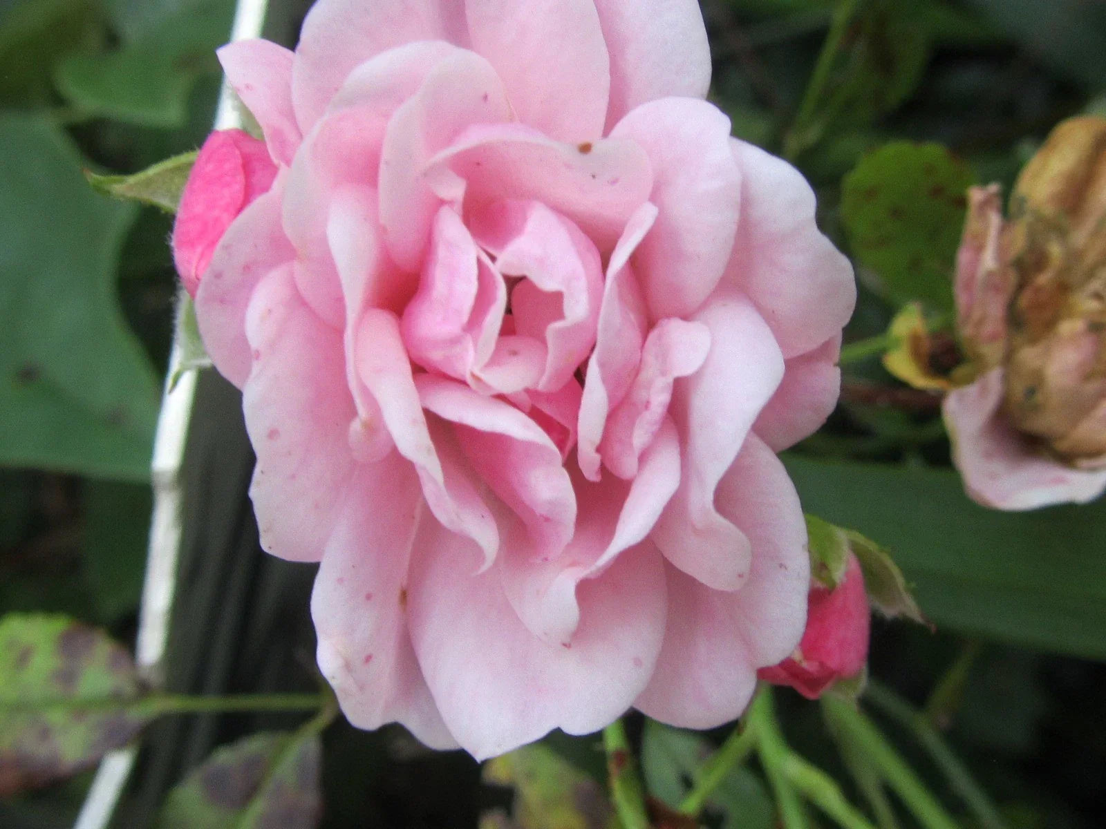 Organic Pink Rose Cuttings - 5 Pack Ready to Root - Rosa spp. - Perfect for Garden Beds & Containers