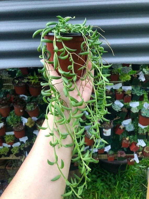 String of Bananas Cuttings - 6 Rooting Cuttings - Senecio radicans - Succulent Indoor Plant for Propagation