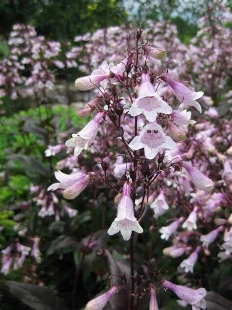 Penstemon Seeds, 20 Perennial 'Mystica', Pollinator Friendly, Penstemon digitalis, Purple Flowers, Foxglove Penstemon