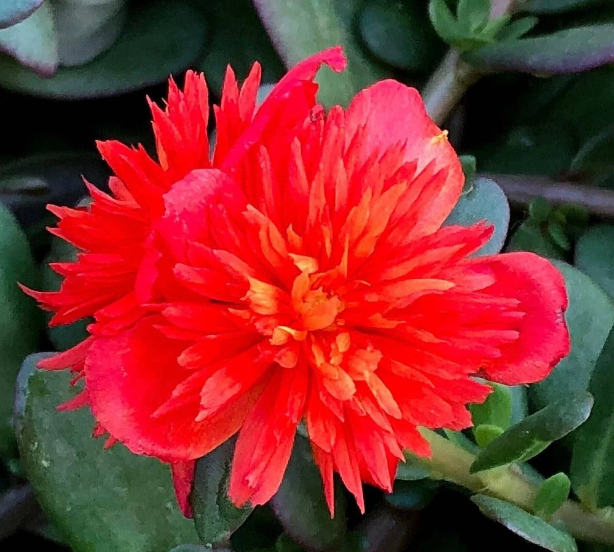Double Scarlet Purslane Seeds - Vibrant Red Flowers - Portulaca Oleracea - Easy to Grow, Drought-Tolerant Annual Plant