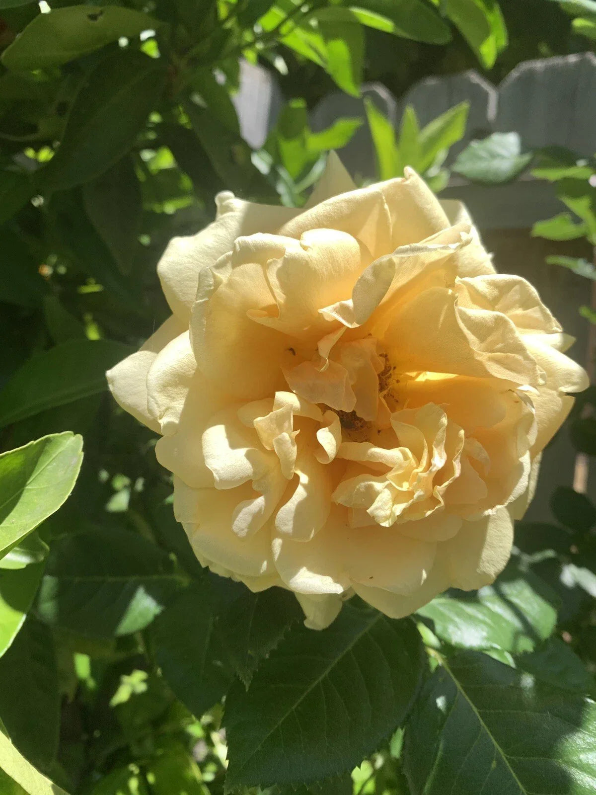 Pale Golden Rose Cuttings 6 Inch Logs 5 Pack Rosa spp. Fragrant Garden Plants for Propagation and Arrangements