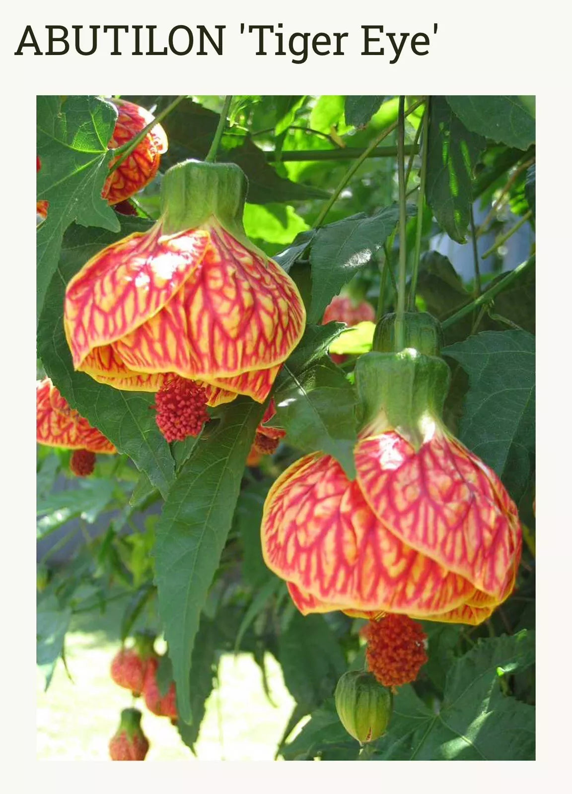 Tiger Eye Abutilon Starter Plant - Small Rooted Flowering Maple - Abutilon hybridum - Vibrant Yellow and Orange Blooms