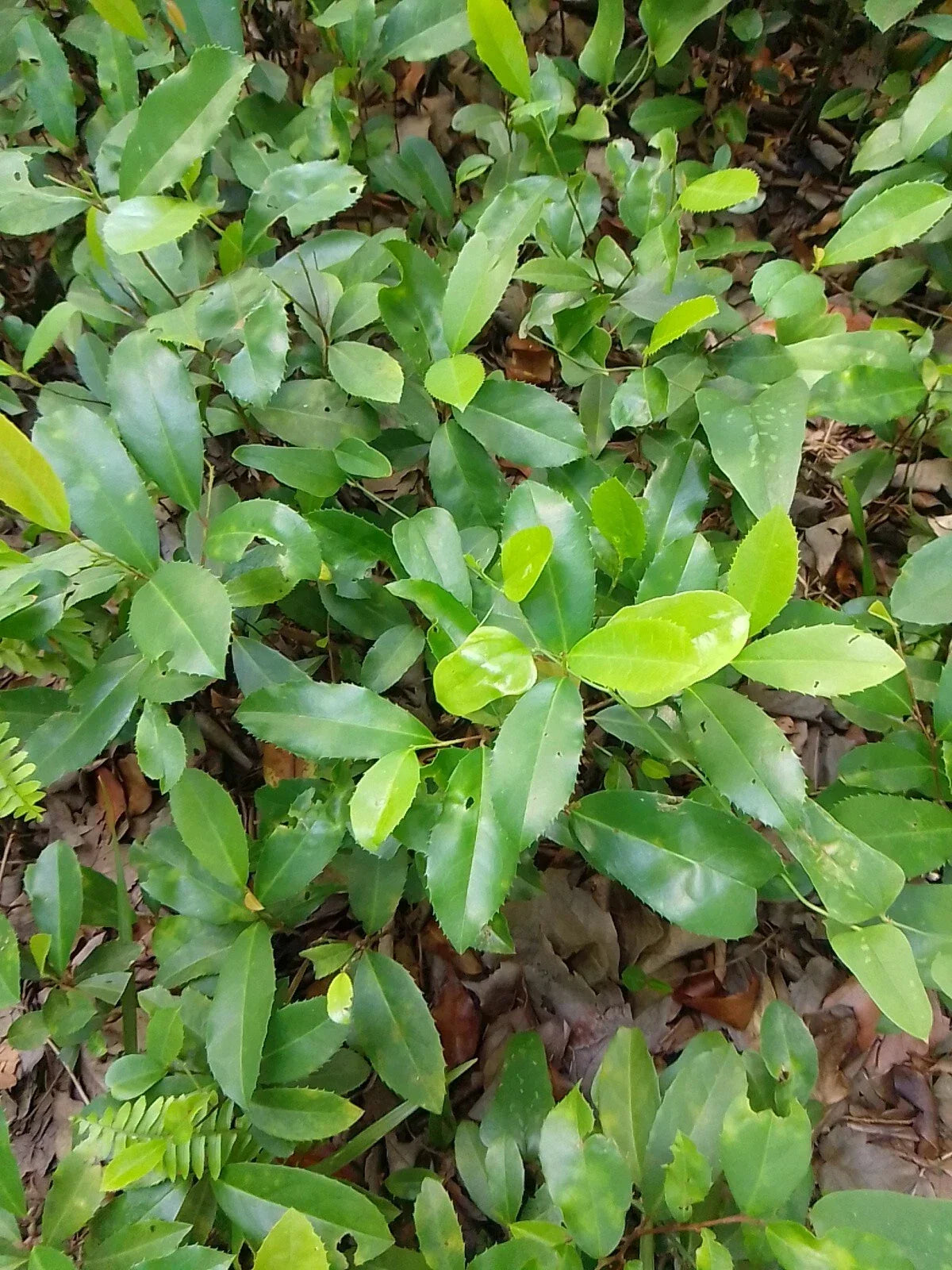 Live Oak Tree 10-12" Rooted Plants - Quercus Virginiana - 10 Pack - Evergreen Landscape Enhancement