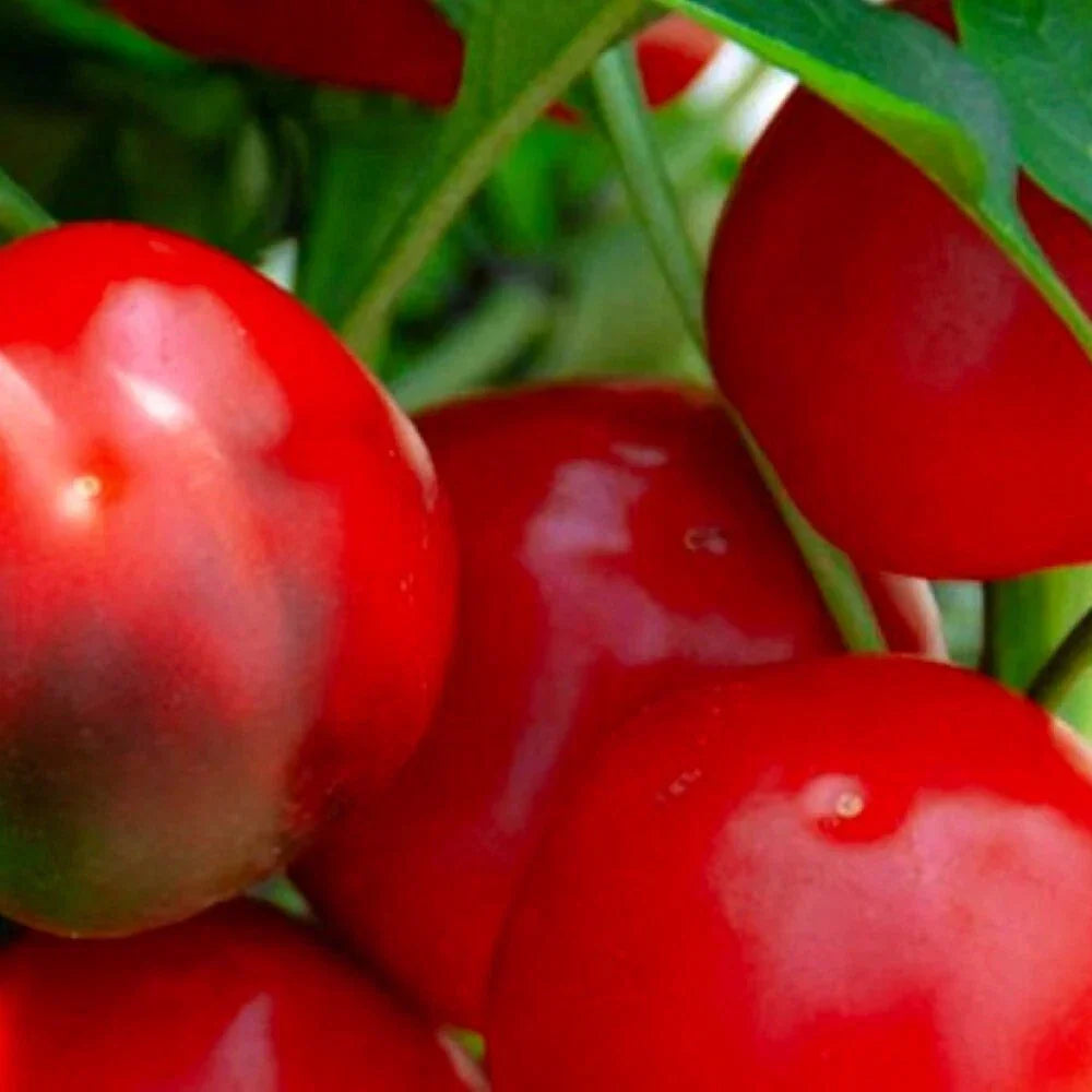 Red Cherry Sweet Pepper Seeds | NON-GMO Heirloom | Capsicum annuum | Fresh Garden Seeds for Home Gardening