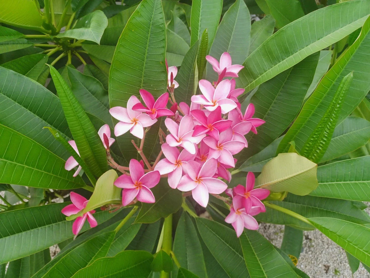 Plumeria Cuttings | 12-18 Inch | Colorful Flowering Frangipani | Plumeria spp. | Ideal for Tropical Gardens