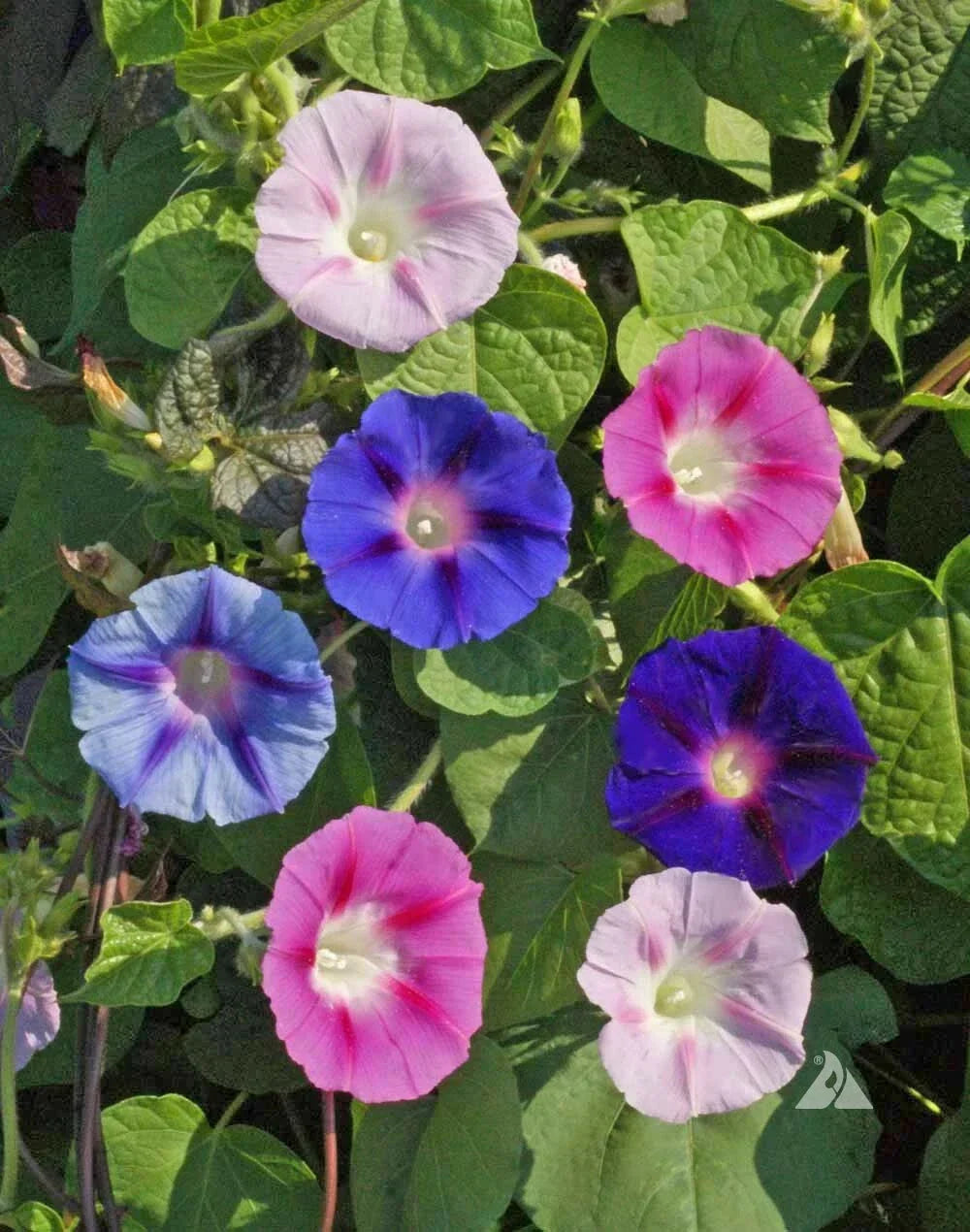 Morning Glory Seeds - 100 Non-GMO Tall Mix - 5 Colors, Attracts Pollinators, Ipomoea purpurea