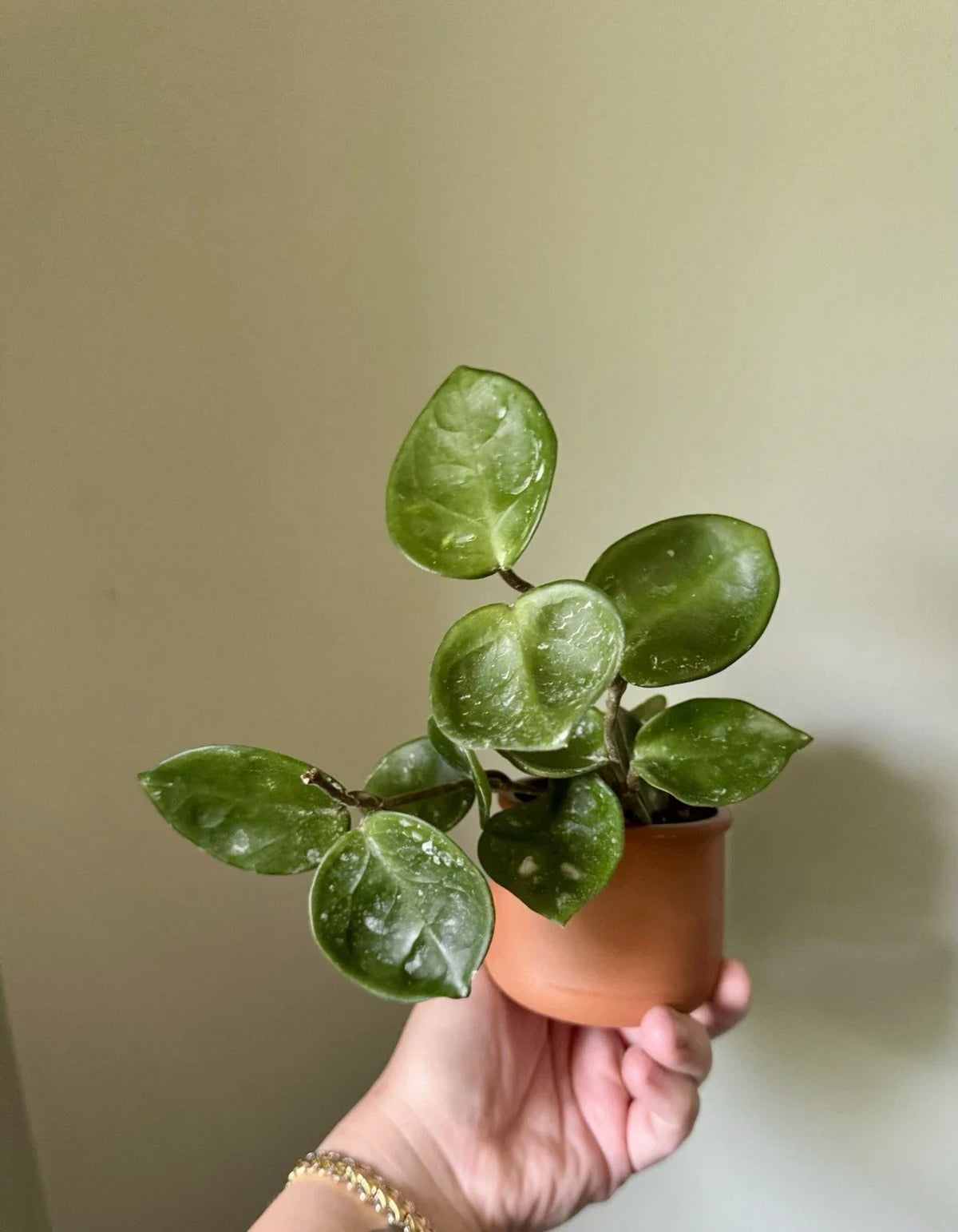 Hoya Carnosa Chelsea Cuttings - Rooted Indoor Houseplant - Easy Care Propagation - Hoya carnosa 'Chelsea'