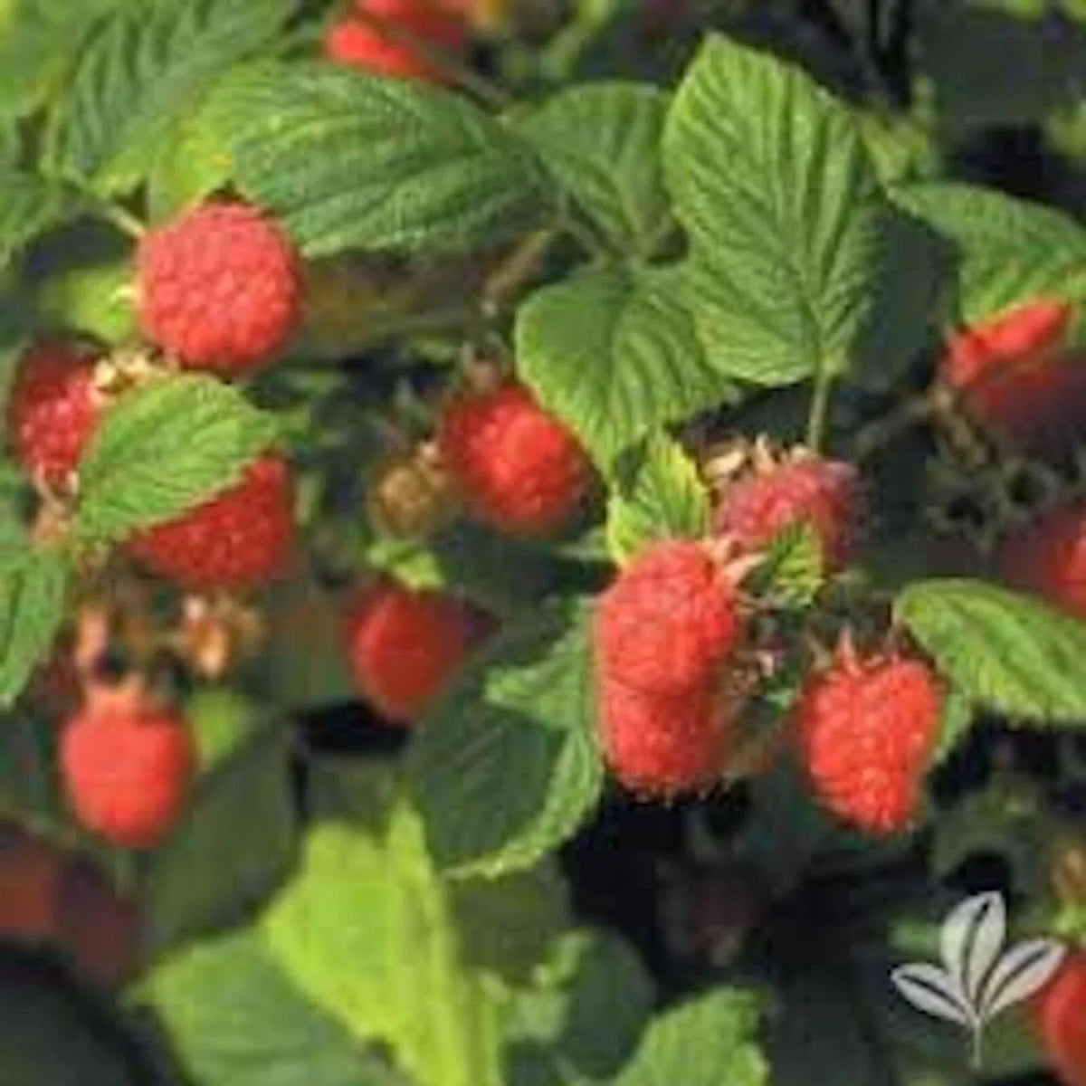 Nantahala Red Raspberry Plants - 3 Bare Root Edible Rubus idaeus - Cold Resistant for Outdoor Gardening, Zones 4-9
