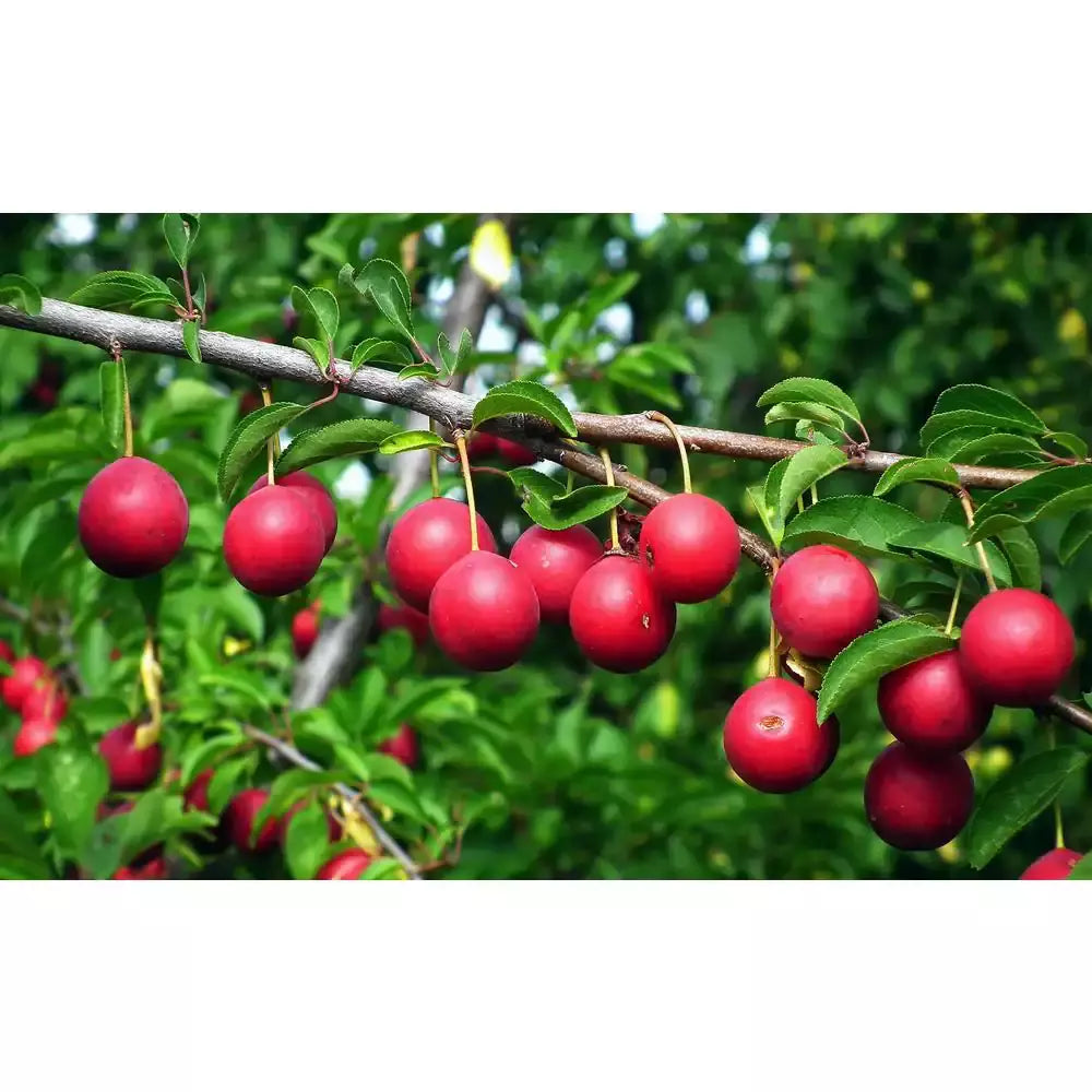 Dwarf Beauty Plum Tree Bare Root - Prunus domestica 'Dwarf Beauty' - Sweet Fruit Variety for Small Gardens