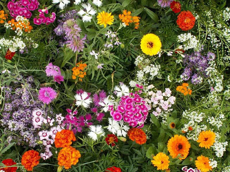 Fragrant Wildflower Seeds Mix - Non-GMO Seed Pack for Vibrant Blooms - Various Species - Ideal for Garden & Pollinators