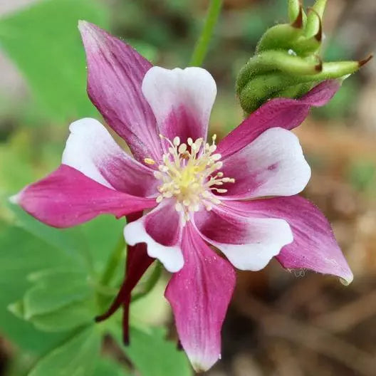 Columbine Seeds 100 Pack - ROSE STAR Perennial Pollinator Attractor - Non-GMO Aquilegia caerulea - Vibrant Rose Flowers