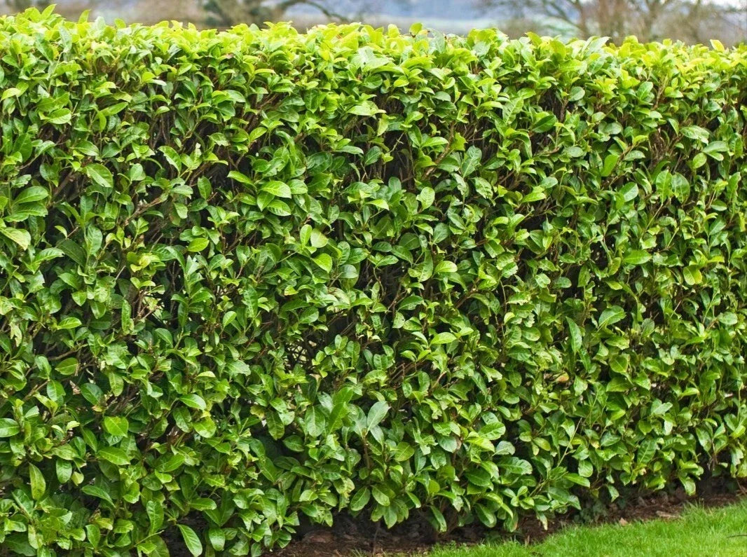 20 Cherry Laurel Cuttings 6-8" | Fresh Rooting Shrubs for Hedges | Prunus laurocerasus | Dense Green Foliage