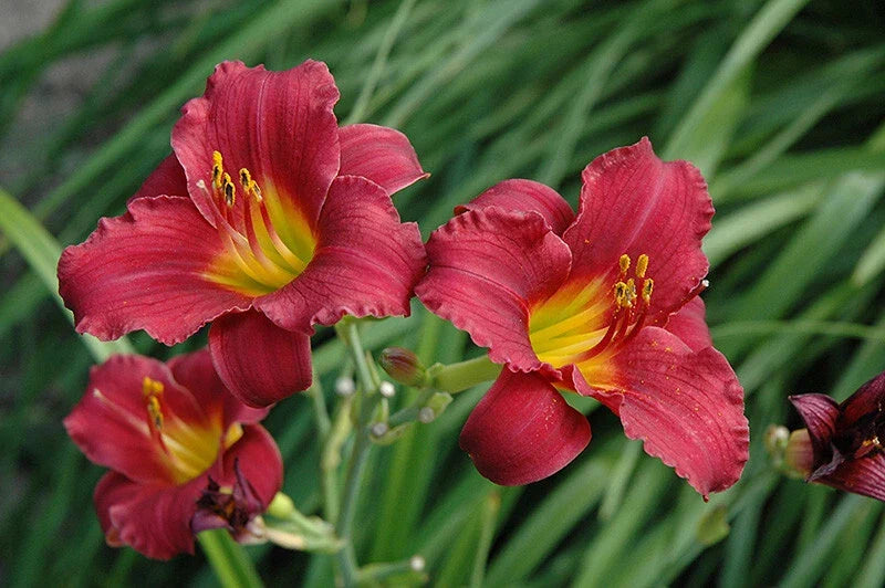 Daylily Bare Root Plants 25 Count Ruby Stella Hemerocallis Perennial Summer Blooms Drought-Tolerant Pollinator-Friendly