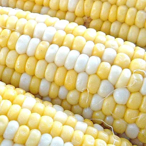 Peaches & Cream Corn Seeds | 50 Pack | F1 Hybrid Bicolor Sweet | Non-GMO | Zea mays