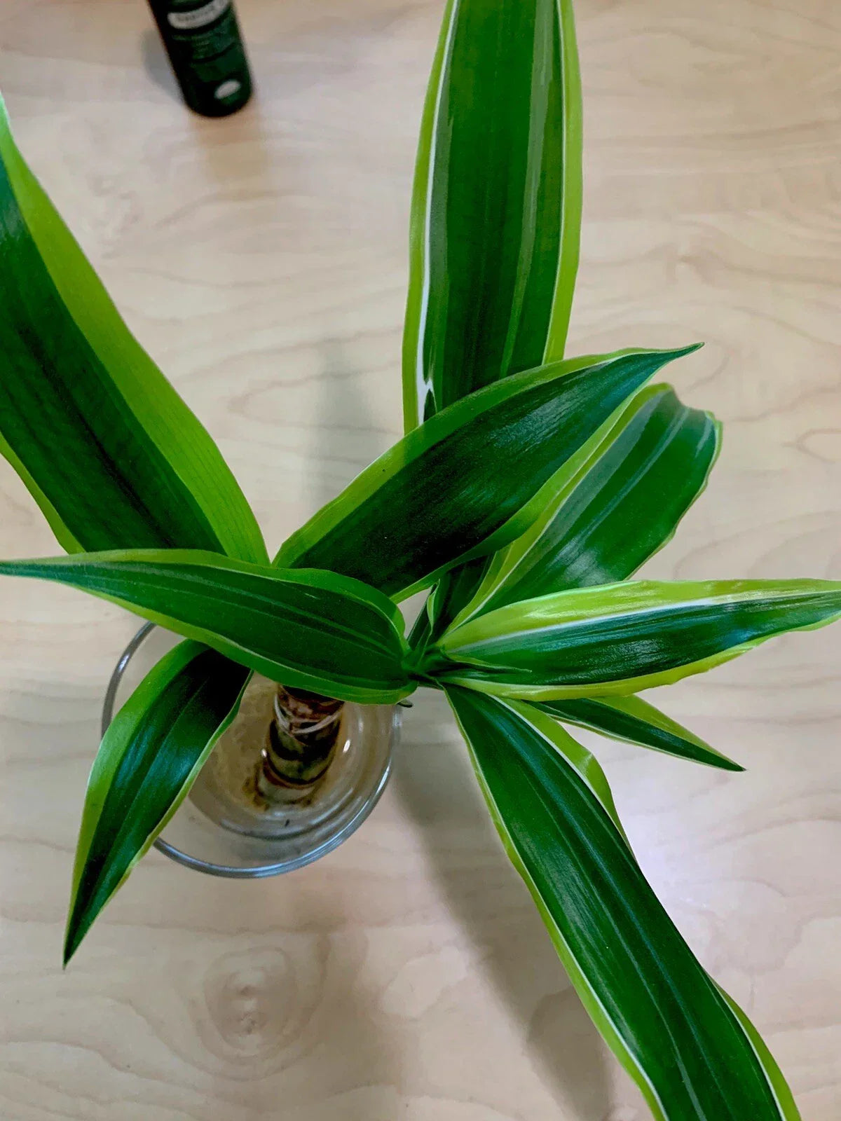 Dracaena Fragrans Corn Plant Houseplant, 8" Tall, Thick Stem, Air-Purifying Indoor Plant, Fragrant Bloomer