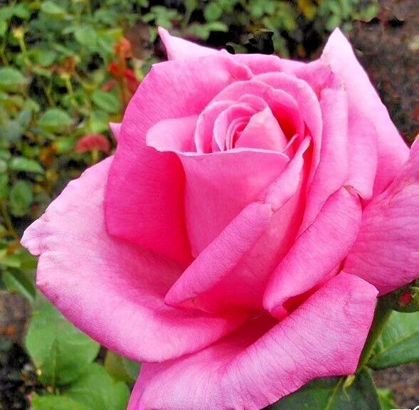 Rose Bush Live Plant 1-2' Pink Perfume Delight Rosa 'Perfume Delight' Fragrant AARS Winner