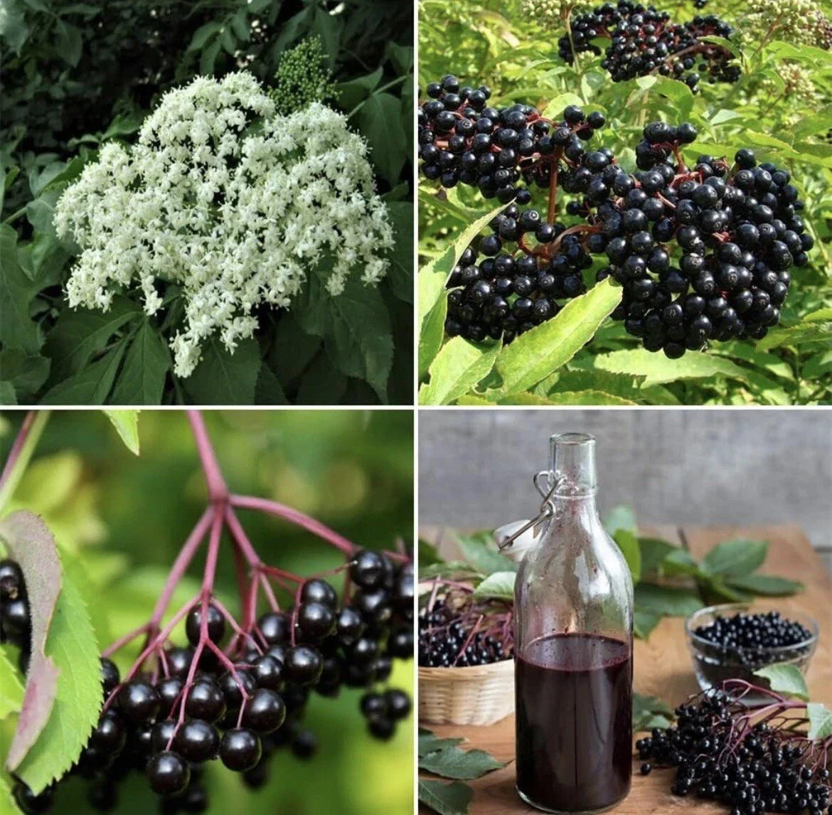 Elderberry Seeds 25 Pack Organic Non-GMO Sambucus nigra for Immunity and Fruit Syrup - Grow Your Own in TX USA