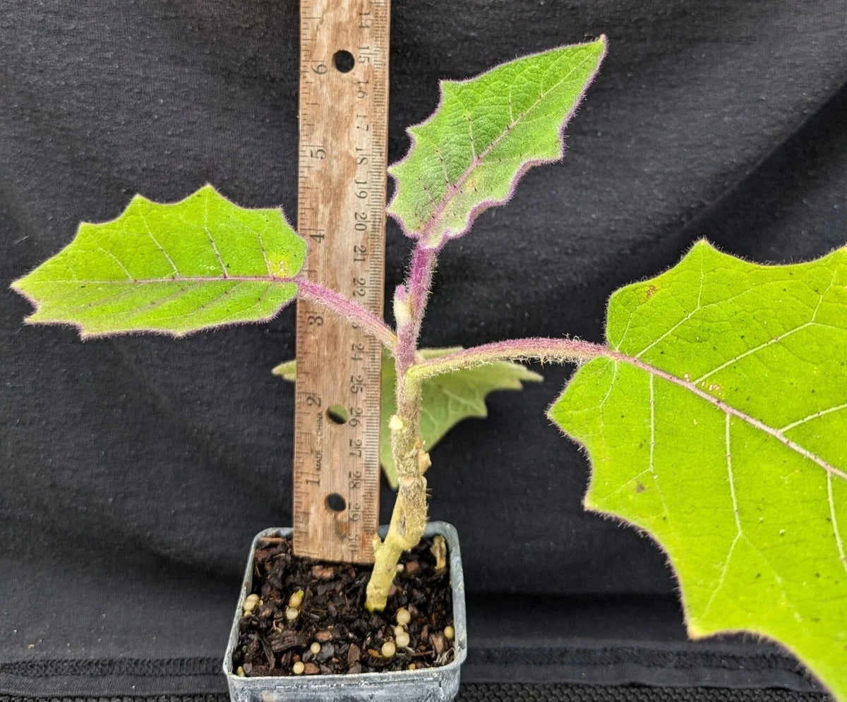 Naranjilla Live Plant 4-Inch Pot Solanum quitoense Tropical Fruit Garden Ready Organic Foliage Culinary Delight