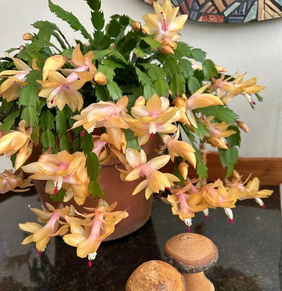 Yellow Christmas Cactus Live Plant 3" Pot Bright Yellow Blooms Schlumbergera Indoor Holiday Decor