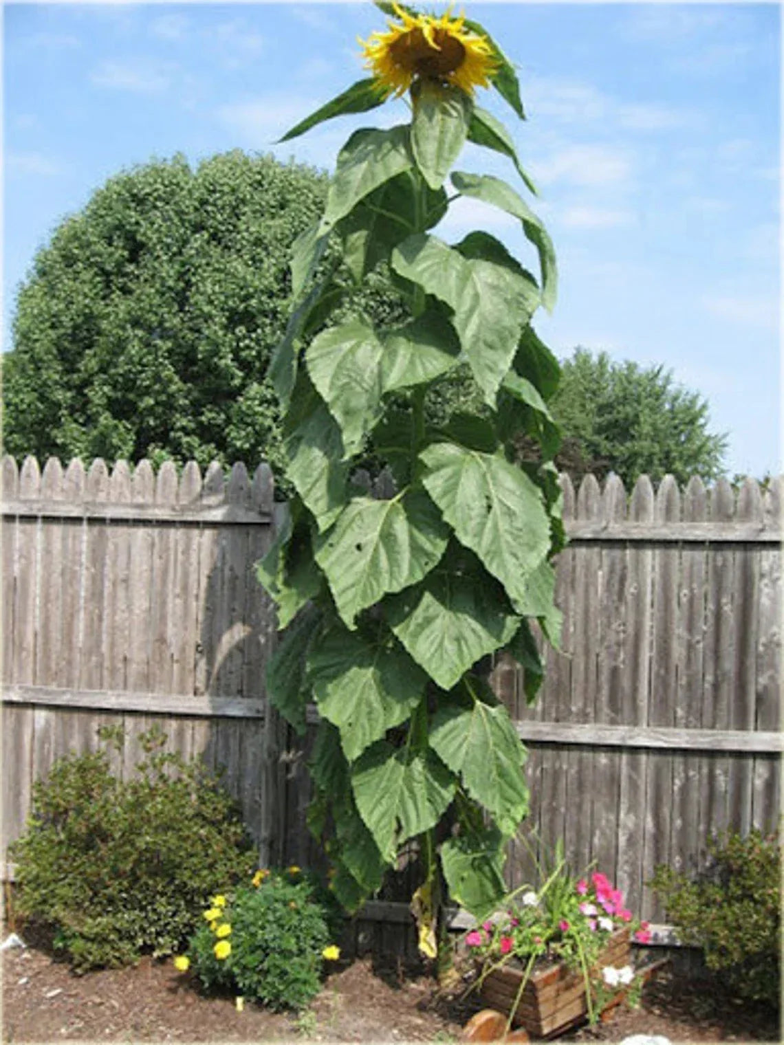 Striped Giant Sunflower Seeds - 25+ Count - Heirloom Non-GMO - Helianthus annuus - Perfect for Gardens and Pollinators