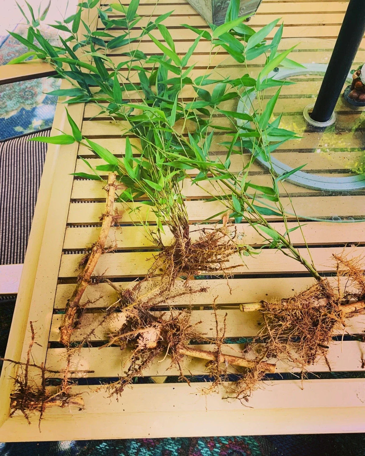 Live Bamboo Rhizome Roots - Phyllostachys Aurea - Fast-Growing Hardy Golden Bamboo for Garden Landscaping