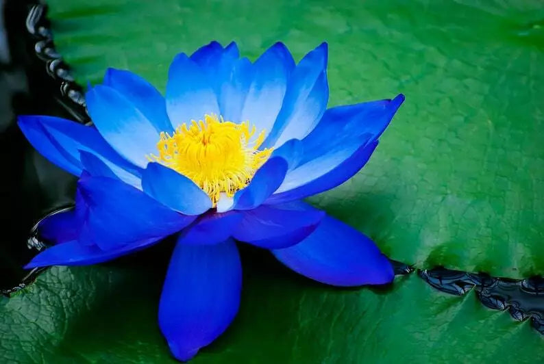 Bright Blue Lotus Seeds 5 Pack Nelumbo nucifera Hardy Tropical Flowering Blooms for Ponds Water Gardens Containers