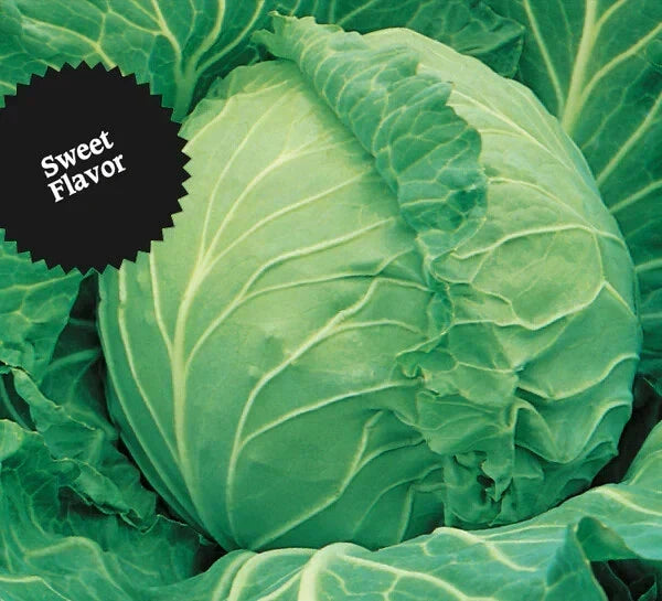 Cabbage Seeds - 100+ Heirloom Copenhagen Market - Non-GMO - Brassica oleracea - Easy to Grow for Home Gardens