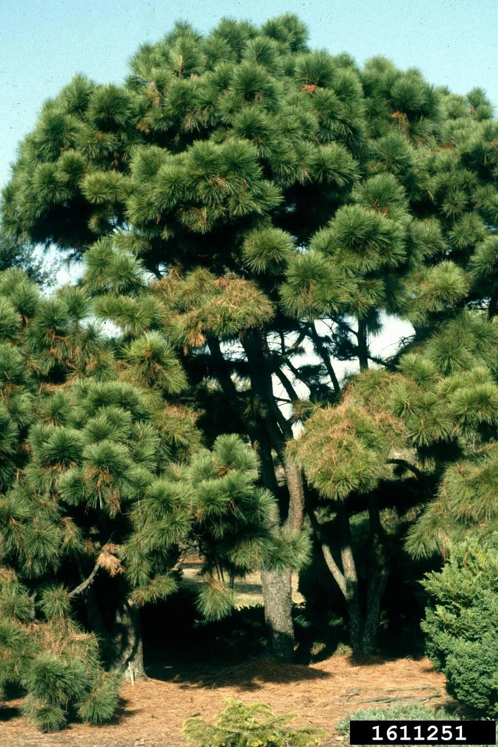 Live Pitch Loblolly Pine Trees Set of 2, 12-16 Inches Tall, Pinus taeda, Hardy for Zones 5-9, Freshly Dug